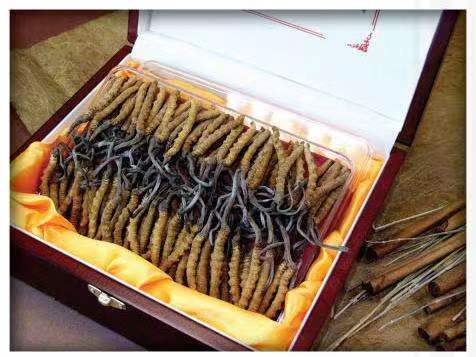 祥云冬虫夏草回收